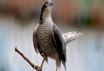 雀鹰是几级保护动物 长什么样