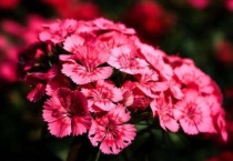 石竹是多年生还是一年生