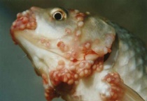 幼虫经肺移行的线虫是