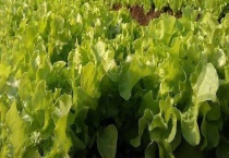 生菜有哪些品种 主要有哪些营养价值