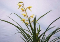 兰花空根还能活吗？