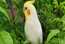 玄凤鹦鹉如何繁殖 会说话吗？