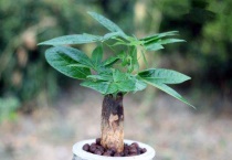 发财树剪枝后多久发芽