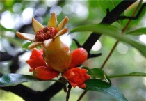 夏天石榴老枝能插活吗？