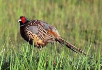 雉鸡和野鸡的区别？