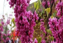 紫荆是落叶还是常绿 紫荆生长环境