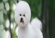 卷毛比熊犬多少钱一只？附选购技巧和训练多久？