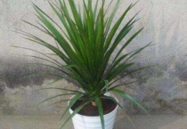 龙须树枝干软瘪可以剪掉吗？