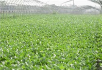 打了草铵膦多久能种菜