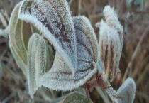 霜降是什么意思 附霜降的民间风俗和由来