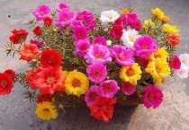 太阳花出苗后怎么护理