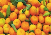 沃柑和皇帝柑什么区别？？