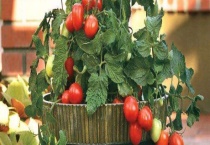 盆种番茄的多久？