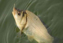 初冬钓鲫鱼技巧及注意事项 附调漂技巧