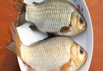 白鲫鱼和鲫鱼有什么区别？？白鲫鱼是鲫鱼的一种