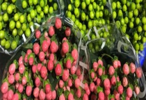 火龙珠植物有毒吗？