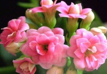 长寿花长蚜虫怎么办？