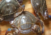 梭子蟹有哪些美味的做法 死了还能不能吃