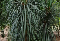 龙须树叶子尖变黑啥原因？