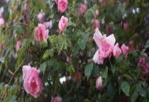 蔷薇不开花的原因 附养殖管理