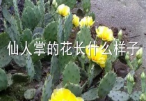 仙人掌的花长什么样子