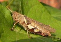 蚂蚱是不是蝗虫？