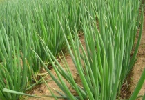 为什么移栽葱要晒一晒