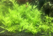 蜈蚣草水草怎么养