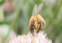 哪些地方不适合养蜂 主要有五个地方不适合养蜂