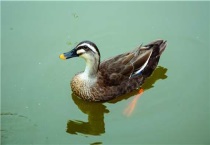 腾鸭和鸭子的区别？