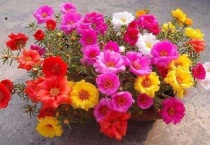 太阳花怎么养爆盆