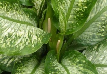 斑马叶万年青有毒吗？