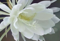 昙花的生命有多长？昙花的价值有哪些？