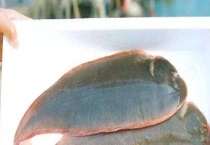 龙利鱼产地是什么地方？市场价格多少？