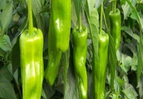 辣椒种植效益影响因素 选择辣椒种子应尽量选择杂交品种