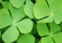 三叶草和四叶草的区别？