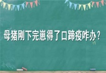 母猪刚下完崽得了口蹄疫咋办