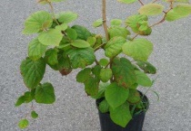 盆栽猕猴桃种植技术