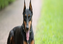 杜宾犬智商高吗？附性格特征和饲养管理多久？