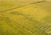 灰飞虱用什么农药防治