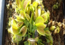 食蝇草有毒吗？