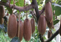 修文猕猴桃和普通猕猴桃区别？