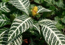 银脉花的养殖多久？