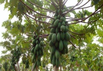 木瓜是落叶还是常绿 附木瓜具体介绍