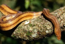 蛇是胎生还是卵生