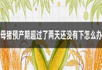 母猪预产期超过了两天还没有下怎么办？