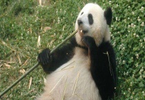 小熊怎么过冬的 一般食物充足了就会躲在洞中过冬