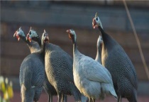 珍珠鸡长大了会不会飞走