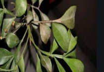 米兰叶子发黑怎么办 发黑的原因是什么？