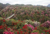 贵阳百里杜鹃几月开